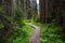 Narrow Winding Wooded Walkway through a Forest