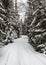 Narrow winter forest road covered with snow with trees