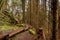 Narrow wooden foot path with anti slippery surface in a forest on a hill. Knoncknarea, county Sligo, Ireland. Great trail with