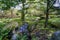 Narrow woodland stream runs over gritstone rocks in Derbyshire