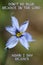 Narrowleaf Blue-eyed Grass Don`t Be Blue Rejoice In The Lord