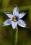 Narrowleaf Blue-eyed Grass - Sisyrinchium angustifolium