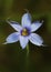 Narrowleaf Blue-eyed Grass - Sisyrinchium angustifolium