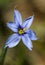 Narrowleaf Blue-eyed Grass - Sisyrinchium angustifolium