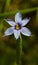 Narrowleaf Blue-eyed Grass - Sisyrinchium angustifolium