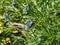 Narrowleaf Bluestar (amsonia hubrichtii) flowering with clusters of delicate, pale blue, star-shaped flowers