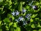 Narrowleaf Bluestar amsonia hubrichtii flowering with clusters of delicate, pale blue, star-shaped flowers in early summer.