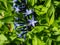 Narrowleaf Bluestar amsonia hubrichtii flowering with clusters of delicate, pale blue, star-shaped flowers in early summer.