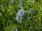 Narrowleaf Bluestar amsonia hubrichtii flowering with clusters of delicate, pale blue, star-shaped flowers in early summer.