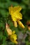 Narrowleaf evening primrose