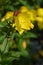 Narrowleaf evening primrose