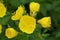 Narrowleaf evening primrose