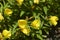 Narrowleaf evening primrose