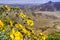 Narrowleaf goldenbush Ericameria linearifolia blooming in Coachella Valley, California