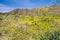 Narrowleaf goldenbush Ericameria linearifolia blooming in Joshua Tree National Park, California