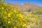 Narrowleaf goldenbush Ericameria linearifolia blooming in Joshua Tree National Park, California