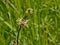 Narrowleaf plantain flower close-up - Plantago lanceolata