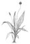 Narrowleaf plantain plant Plantago lanceolata botanical drawing