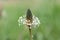 Narrowleaf plantain plantago lanceolata