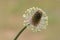 Narrowleaf plantain plantago lanceolata