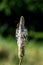 Narrowleaf plantain Plantago lanceolata flower with insect