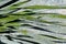 Narrowleaf Yucca, Yucca angustissima