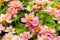 Narrowleaf Zinnia