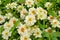 Narrowleaf Zinnia