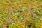 Narrowleaf Zinnia