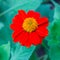 Narrowleaf Zinnia color red green leaf