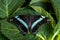 Narrowly Green-banded Swallowtail - Papilio nireus