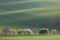 Narural landscape of Green and Blossom Trees overlooking rolling