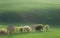 Narural minimalism landscape of Green and Blossom Trees overloo