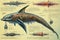 narwhal cyborg animal detailed infographic, full details anatomy poster diagram illustration generative ai
