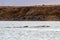 Narwhal tusk in pod, Crokers Bay, Nunavut, Canada