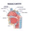 Nasal cavity anatomy with medical nose parts description outline diagram