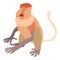 Nasalis monkey icon, cartoon style