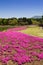 NASHIYAMA, JAPAN May 2015: People from Tokyo and other cities come to Mt. Fuji and enjoy the cherry blossom at spring every year.