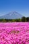 NASHIYAMA, JAPAN May 2015: People from Tokyo and other cities come to Mt. Fuji and enjoy the cherry blossom at spring every year.