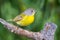 Nashville Warbler