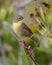 Nashville Warbler in fall plumage - Florida