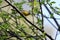 Nashville Warbler Perched on a Branch