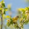 Nashville warbler during Spring migration near the Minnesota River in the Minnesota Valley National Wildlife Refuge - on tree with