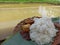 Nasi Tahu Tempe Sambal eat near the pond