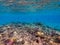 Naso annulatus fish known as Whitemargin Unicorn fish on his coral reef in the Red Sea, Egypt