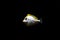 Naso lituratu -  Naso orange-spine unicornfish