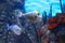 Naso lituratus - barcheek unicornfish