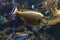 Naso lituratus - barcheek unicornfish, coral fish.