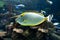 Naso lituratus - barcheek unicornfish - sea and ocean tropical fish