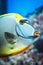 Naso Tang - close-up on head - tropical grey and yellow fish